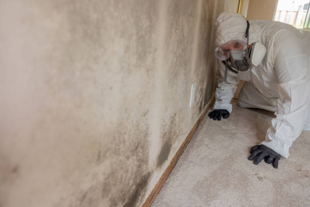 Best Environmental Consulting for Mold Prevention  in Iola, KS